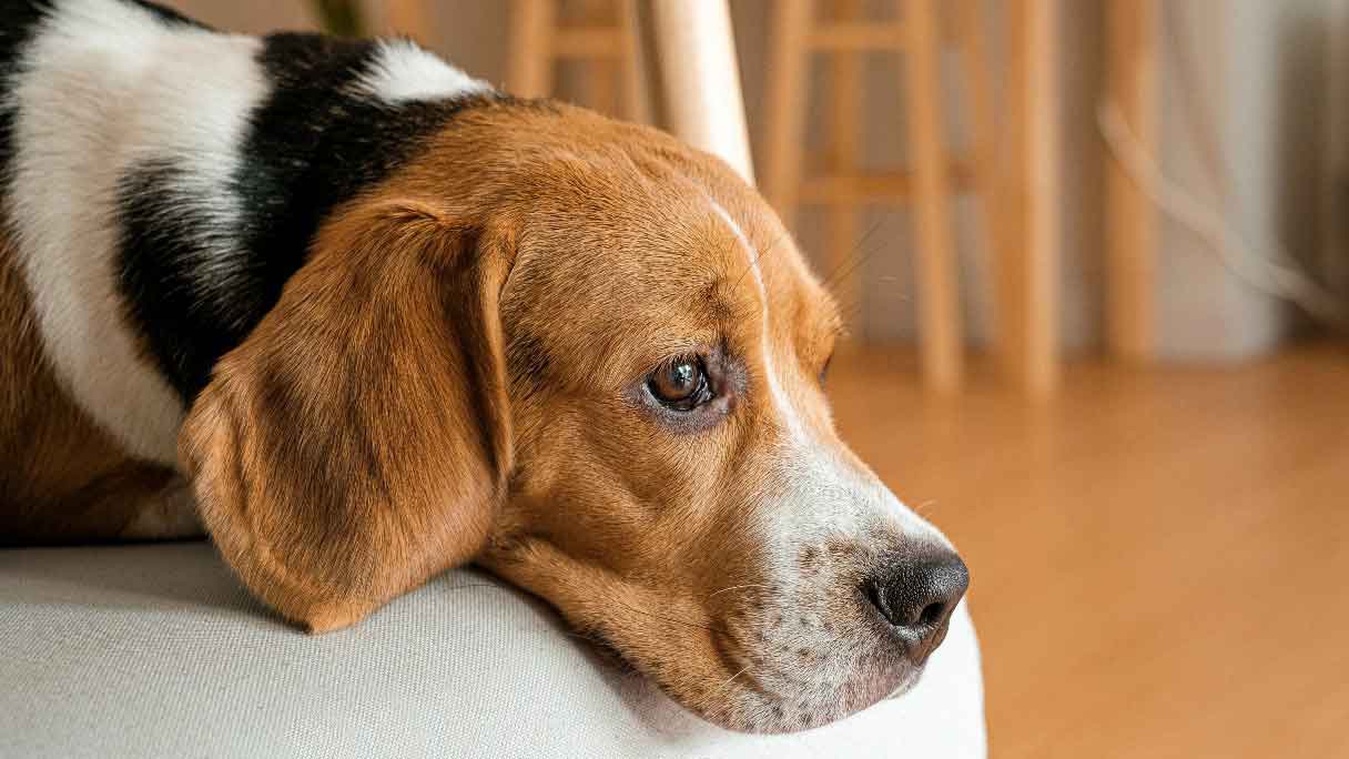 5 Common Types of Cancer in Dogs and What to Look For