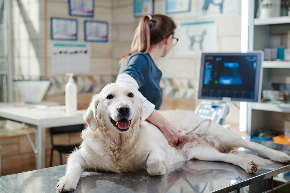 What to Expect When Your Dog Needs an Ultrasound