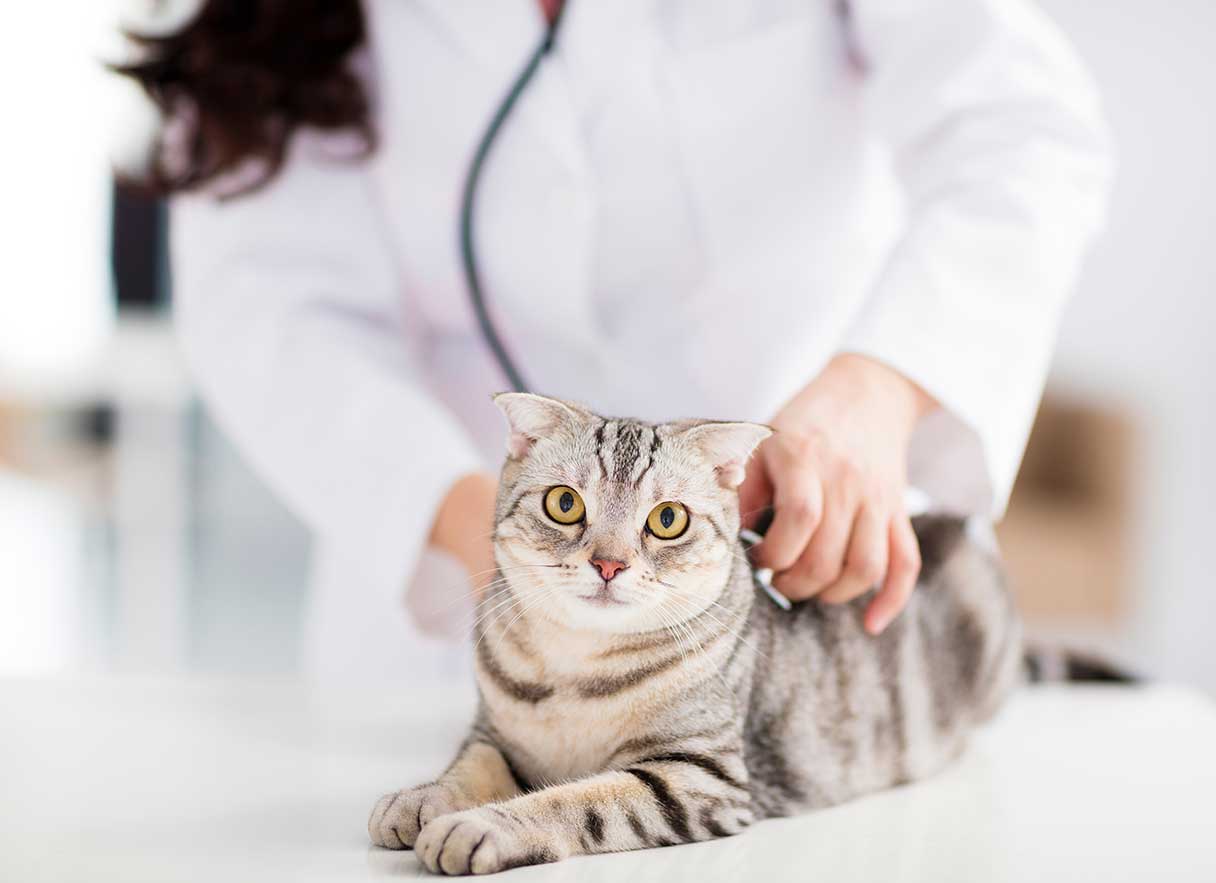 Cat at a veterinary visit