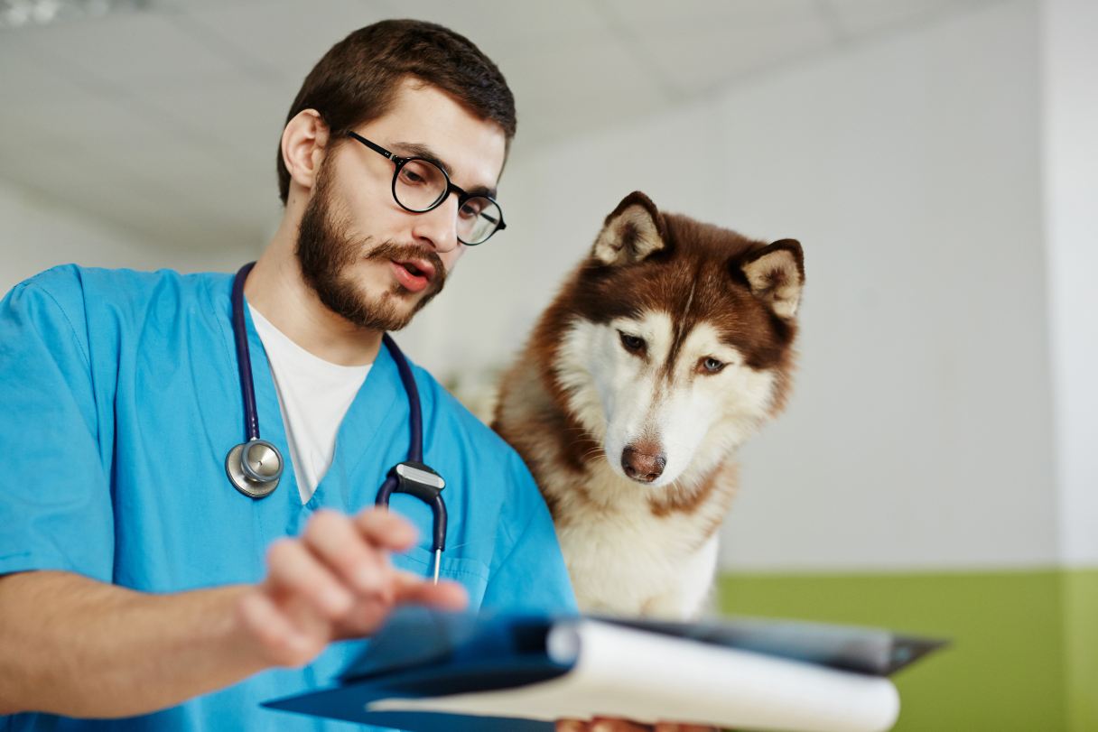 Veterinarian with husky