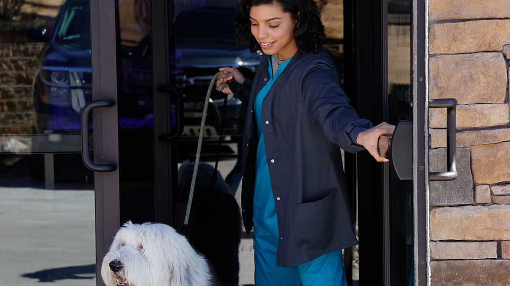 Dog being walked out of vet practice