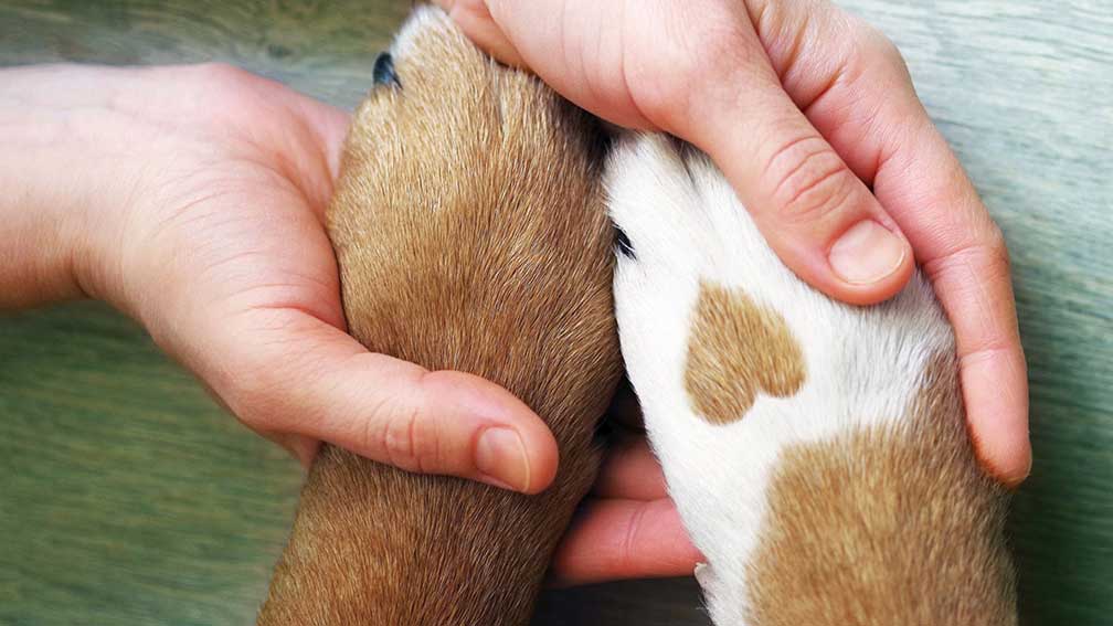 Hands holding dog paw