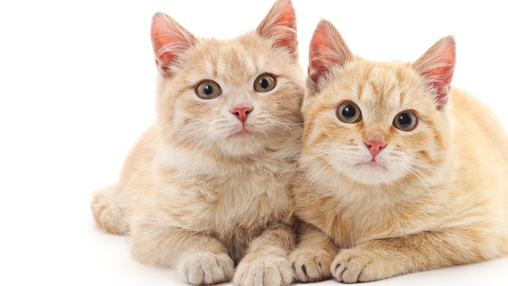 Two orange kittens on white background