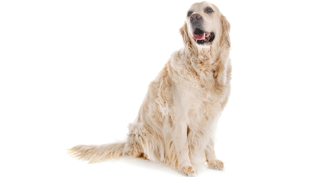 Dog on white background