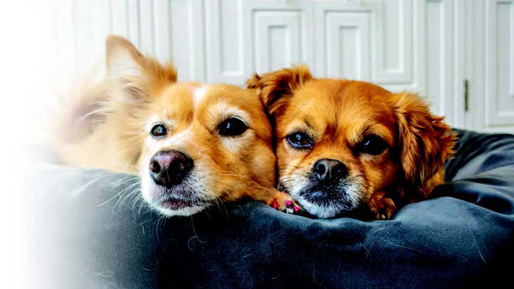 Close-up of two dogs laying together