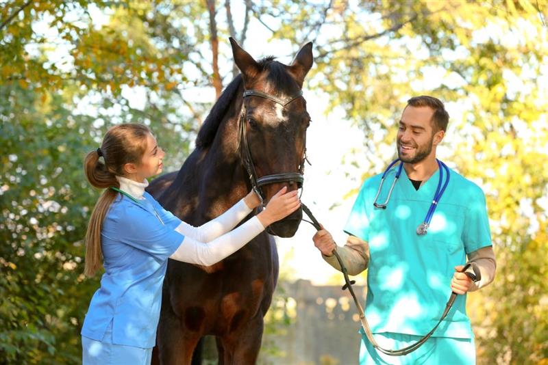 Veterinary professionals looking at a horse