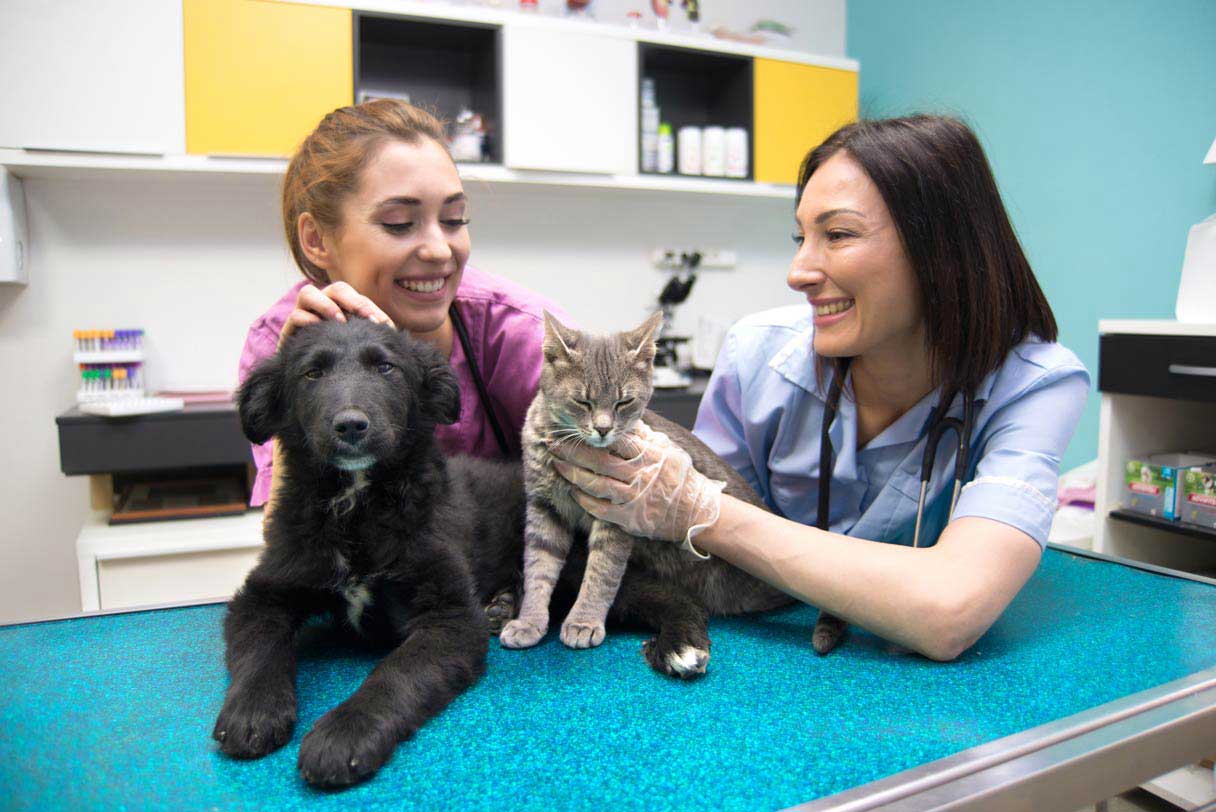 Two veterinary professionals looking at dog and cat