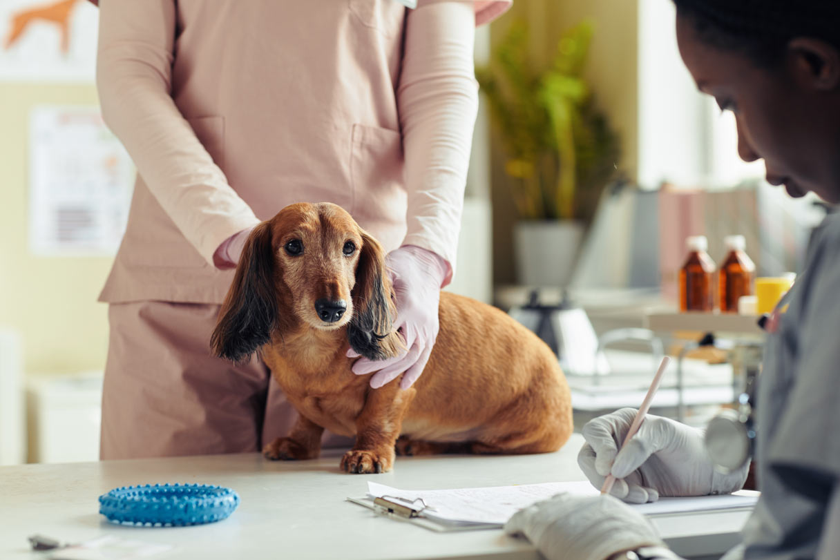 Daschund receiving veterinary exam