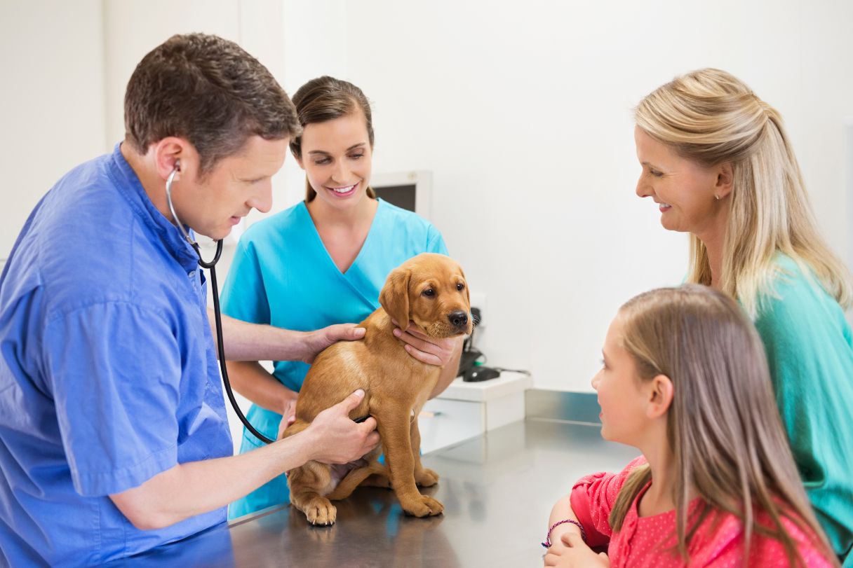 Puppy receiving veterinary inspection