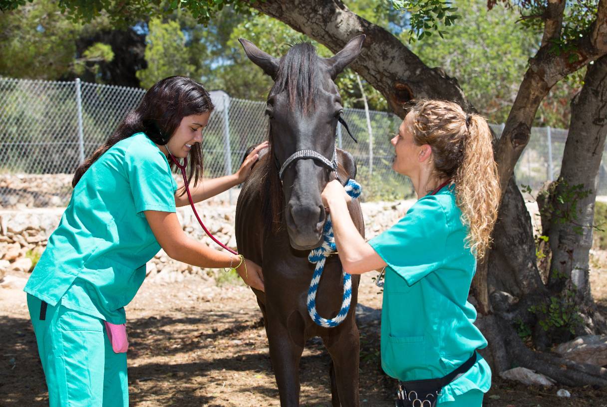 Two veterinary technicians assessing a horse