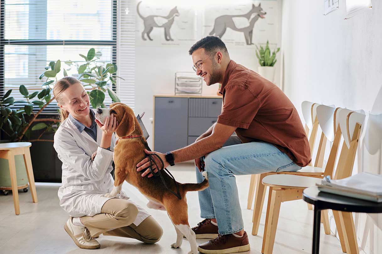 Veterinarian looking at beagle, man sitting behind dog