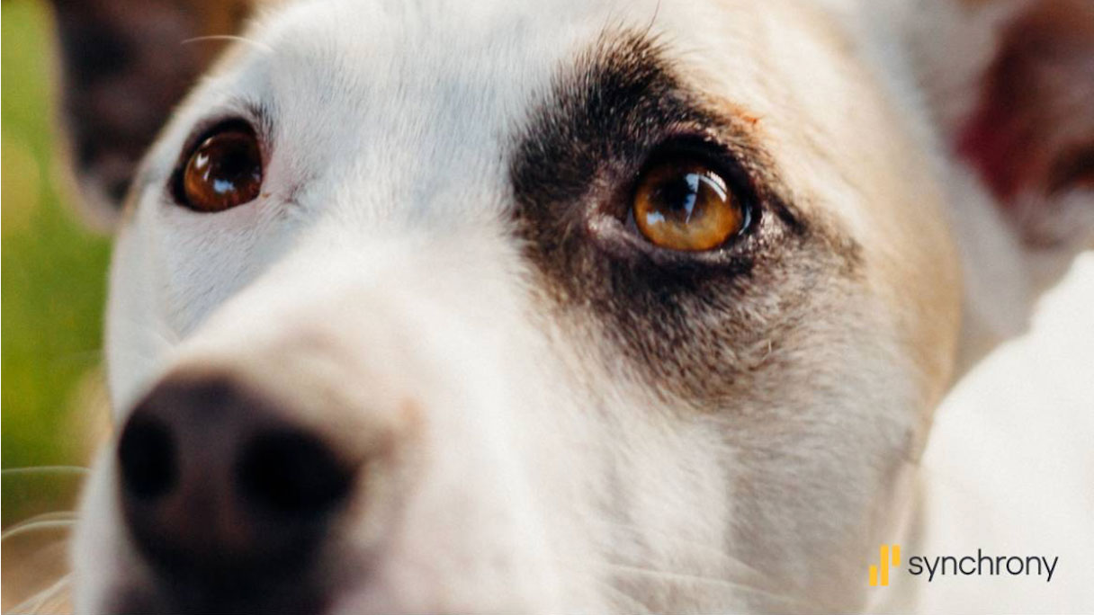 Pet Lifetime of Care Study