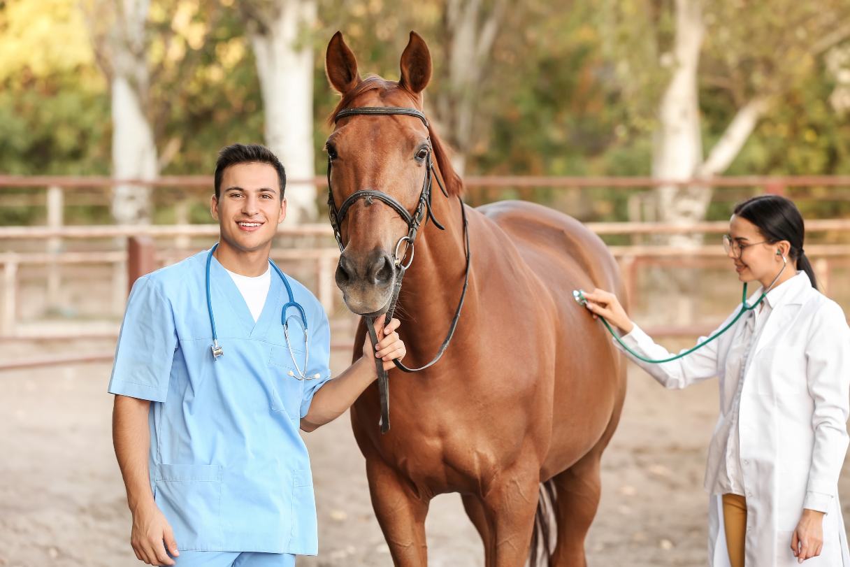 Veterinarian and veterinary technician standing with horse