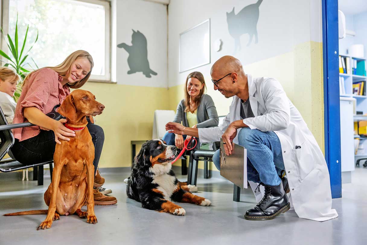 Veterinarian kneeling on ground with two dogs