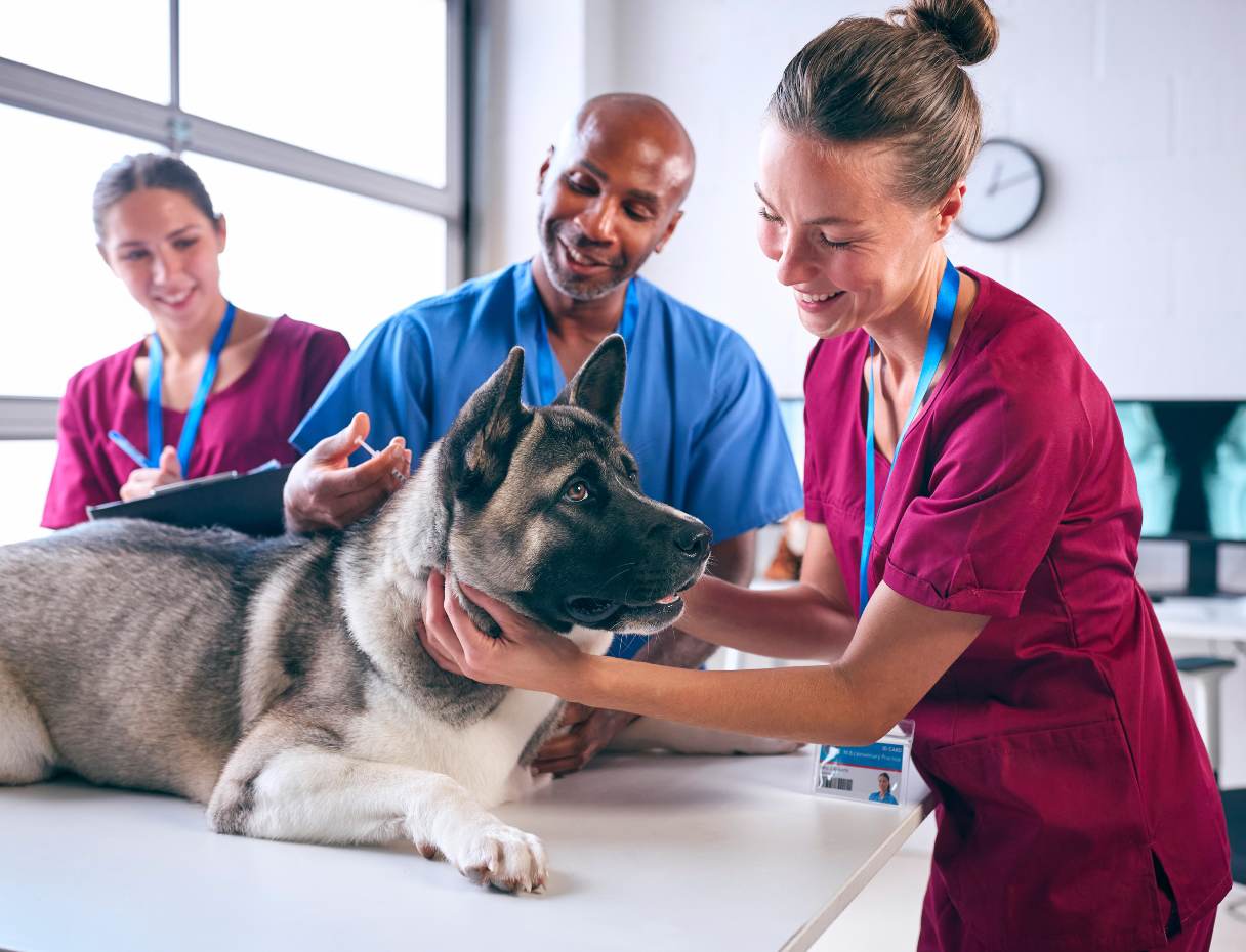 Veterinary technicians inspecting dog