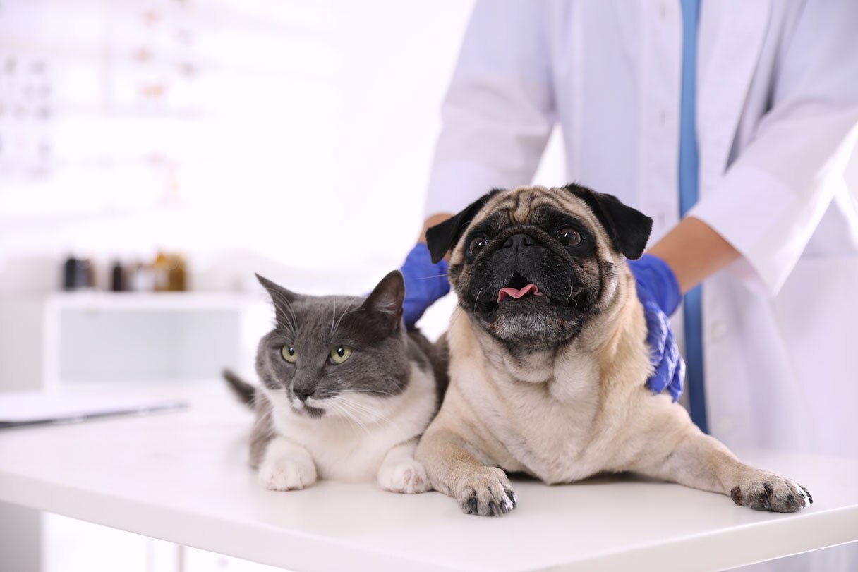 Dog and cat on veterinary exam table