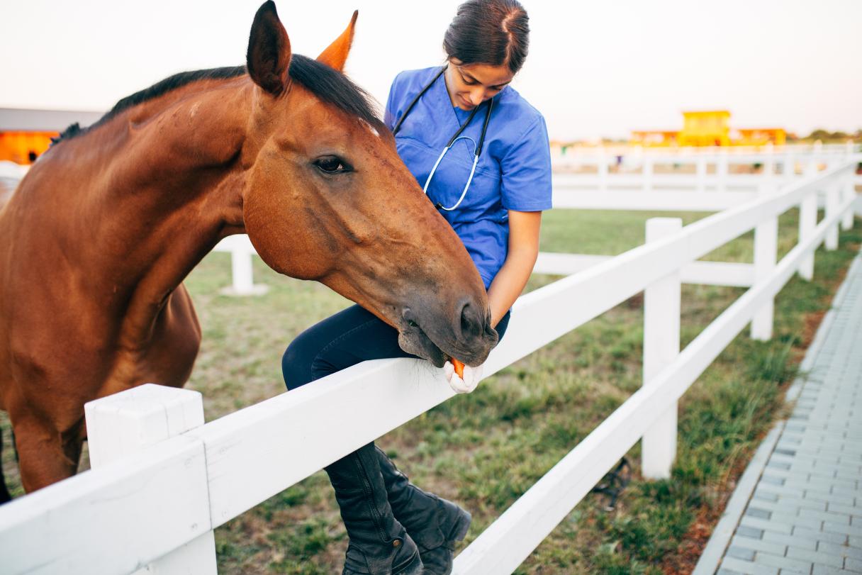 Veterinarian feeding horse a carrot